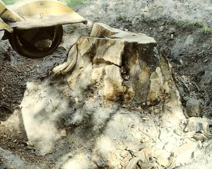 Property manager stump grinding