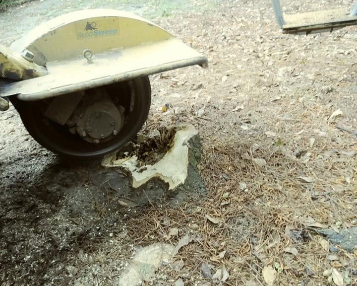 Stump near a fence line