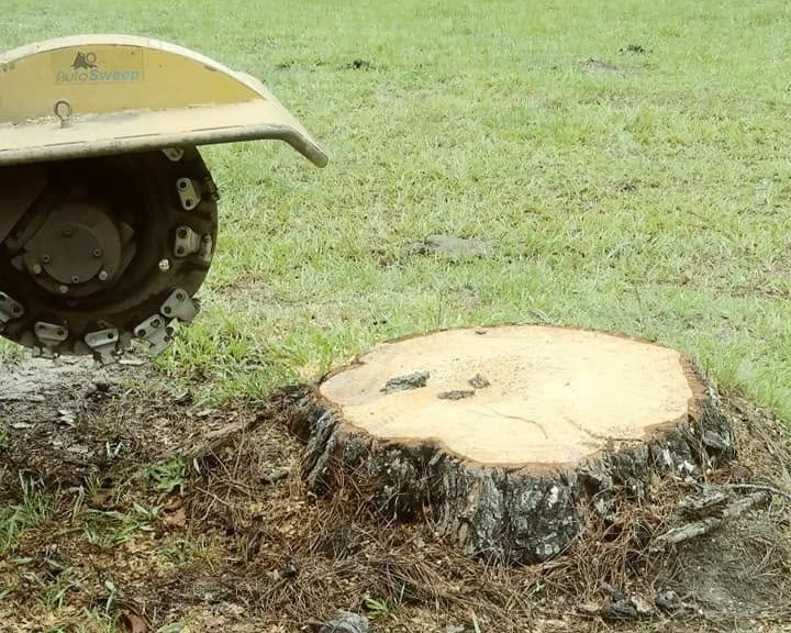 Freshly ground stump area