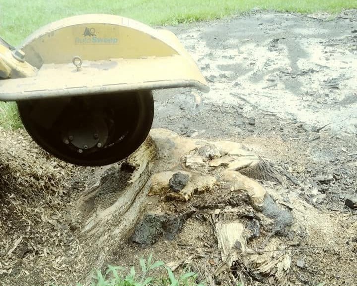 Stump grinder clearing a large stump