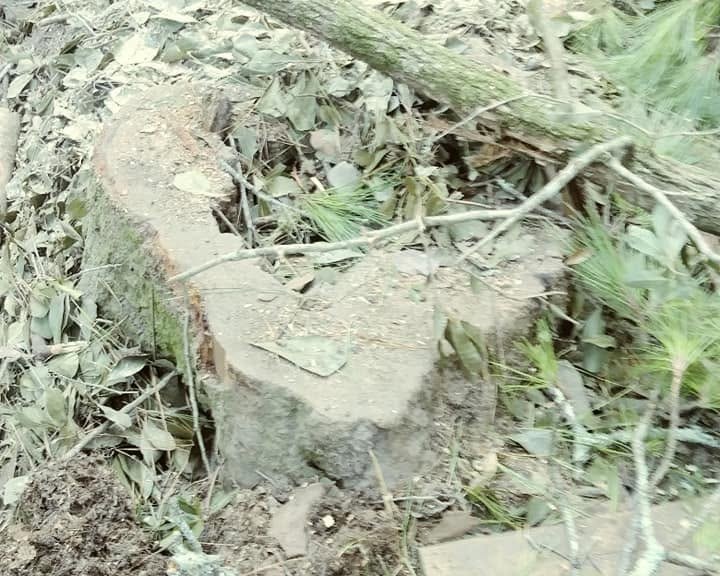 Stump grinding near a fence line