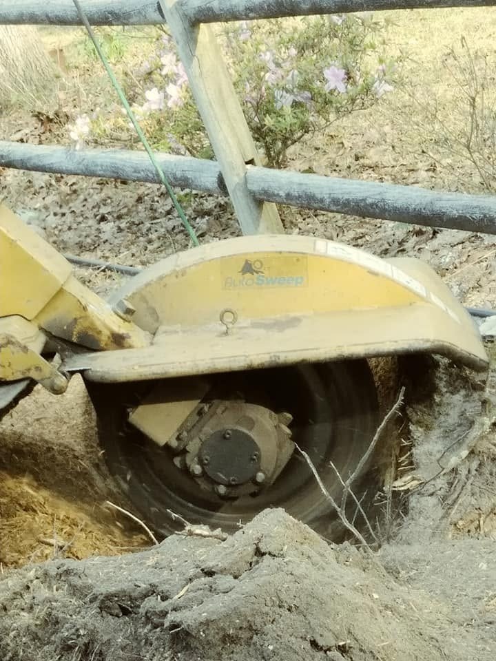 Stump beside a fence